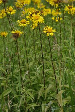 <i>Inula salicina</i> resmi