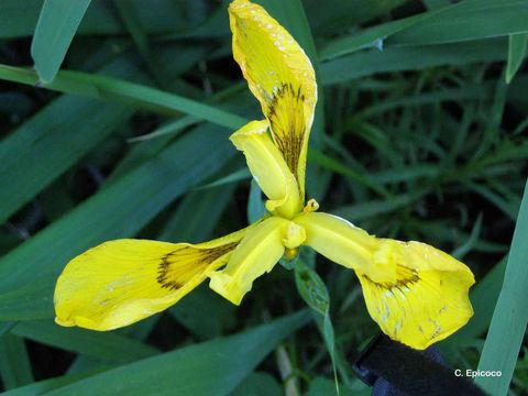 Image of yellow flag, yellow iris