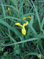 Image of yellow flag, yellow iris