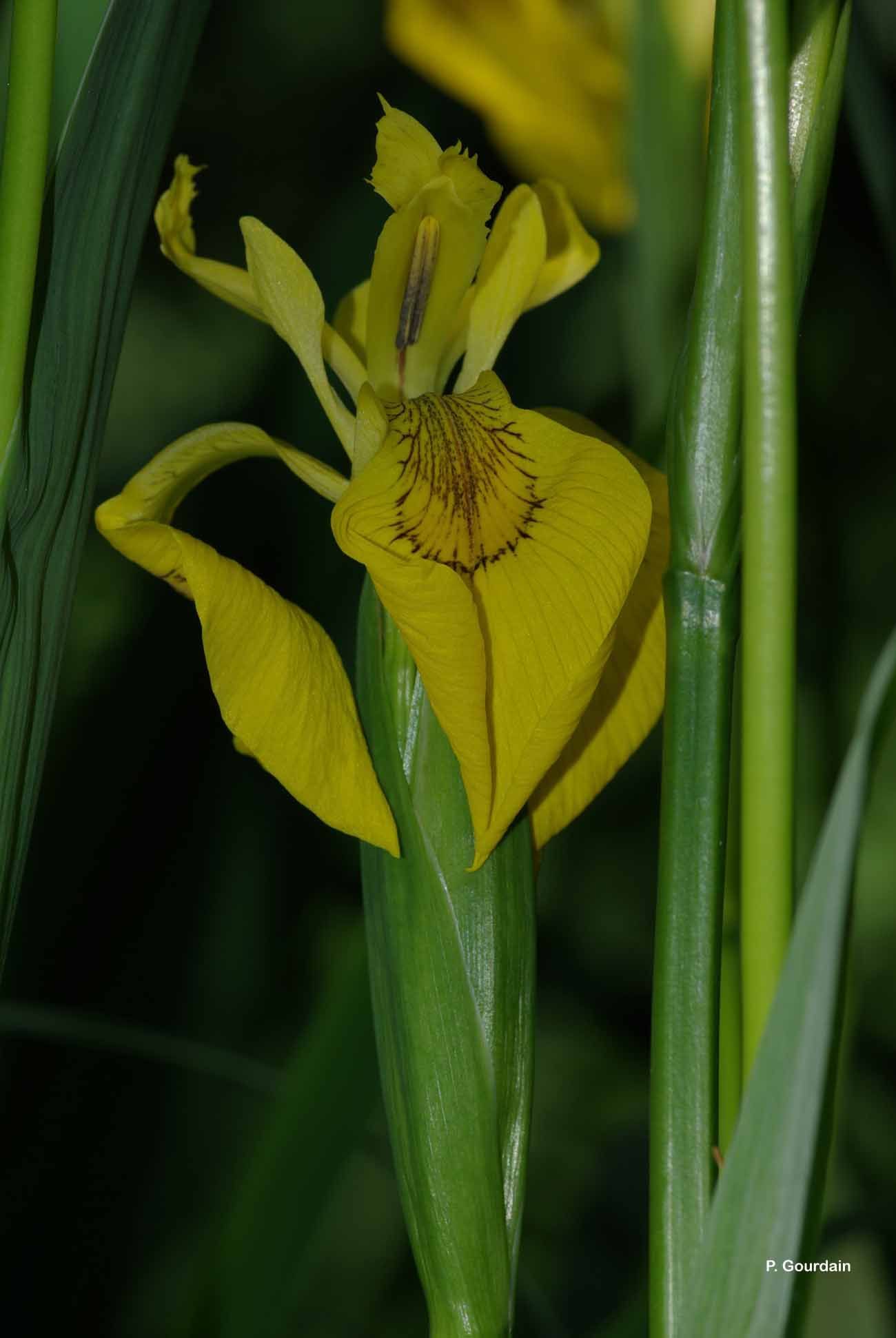 Image of yellow flag, yellow iris