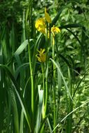 Image of yellow flag, yellow iris