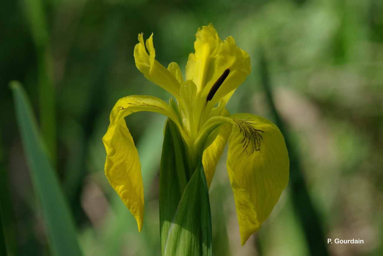 Image of yellow flag, yellow iris