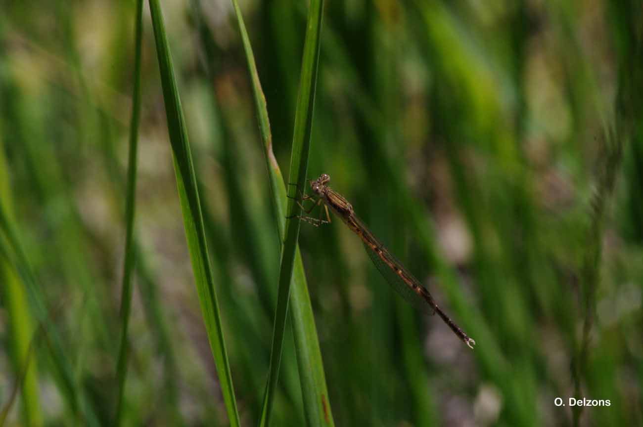 Image of Common Winter Damsel