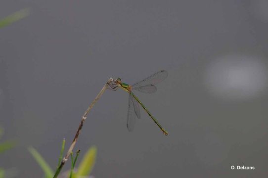 Imagem de Chalcolestes viridis (Vander Linden 1820)