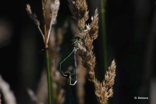 Imagem de Chalcolestes viridis (Vander Linden 1820)