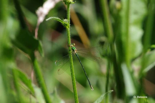 Image of Green Emerald Damselfly