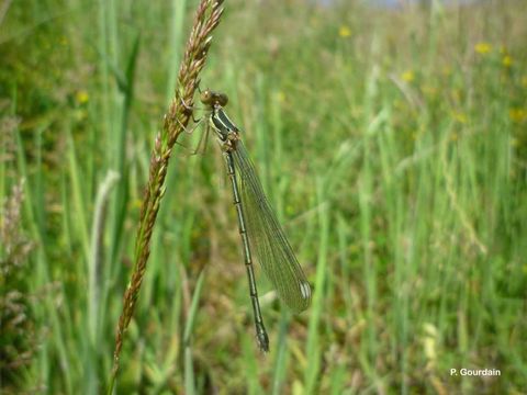 Image of Green Emerald Damselfly