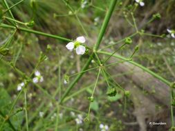 Image of Common Water-plantain