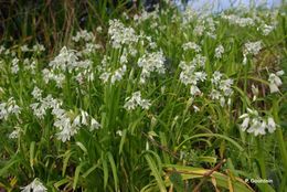 Image of Threecorner leek