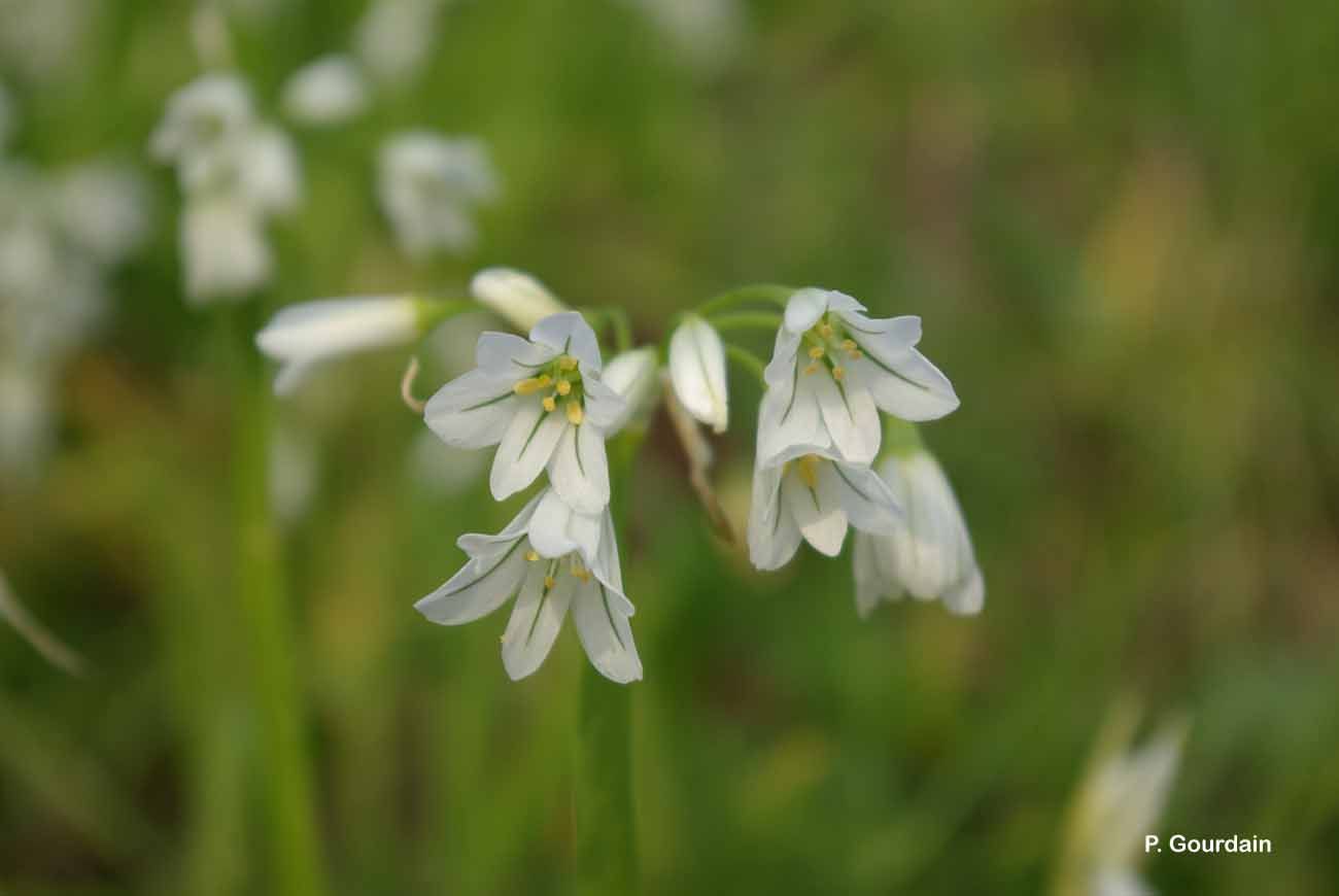 Image of Threecorner leek