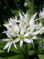 Image of Ramsons