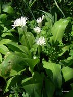 Image of Ramsons