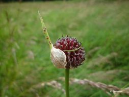 Allium vineale L. resmi