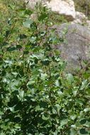 Image of Alder of Corsica