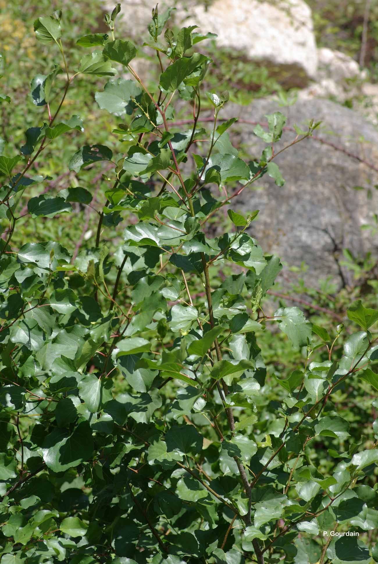 Image of Alder of Corsica