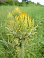 Image of cardoon