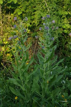 Image of blue hound's tongue