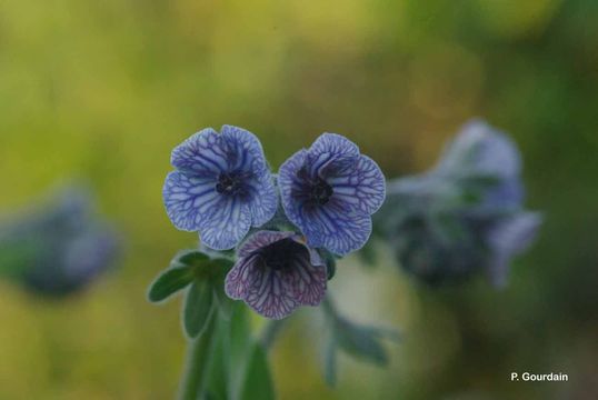 Image of blue hound's tongue