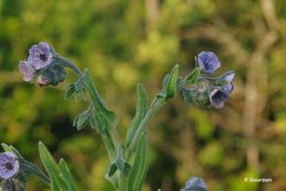 Image of blue hound's tongue