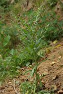 Plancia ëd Cynoglossum officinale L.