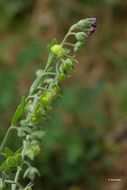 Plancia ëd Cynoglossum officinale L.