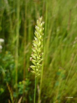 Image of Crested dogstail grass