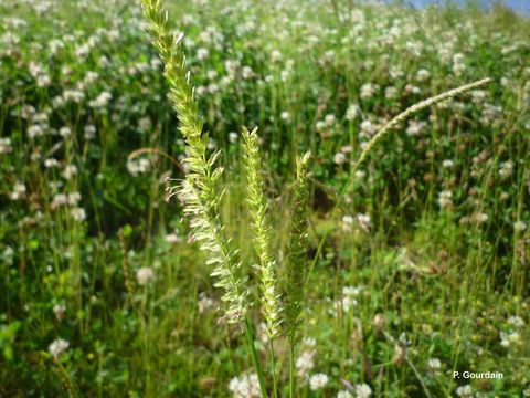 Image of Crested dogstail grass