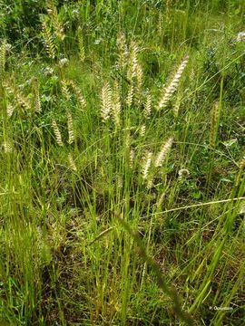 Image of Crested dogstail grass