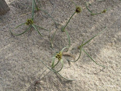 Image de Cyperus capitatus Vand.