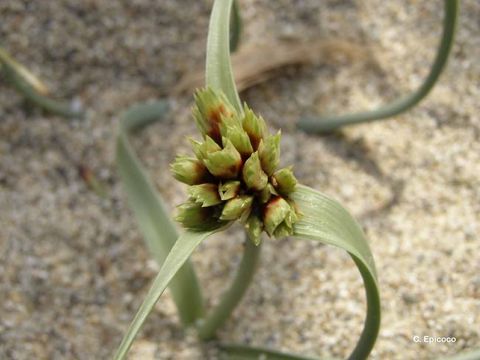 Image de Cyperus capitatus Vand.