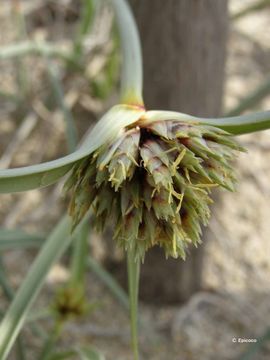 Image of Cyperus capitatus Vand.