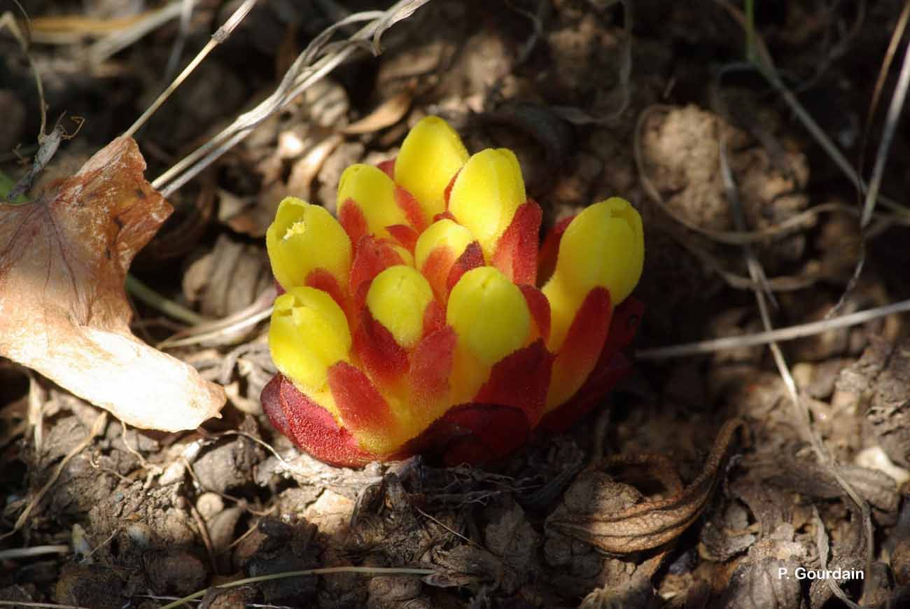 Image of Rockrose parasite