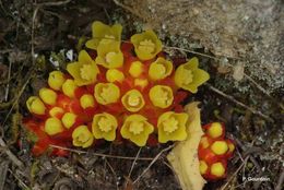 Image of Rockrose parasite