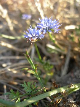 Image de jasione des montagnes