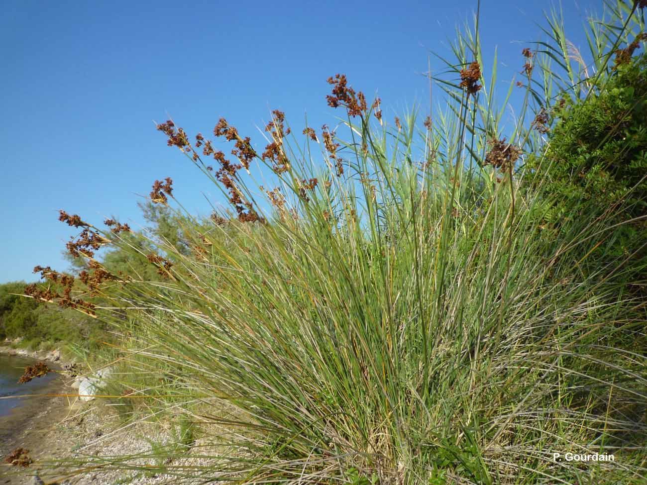 Juncus acutus L. resmi