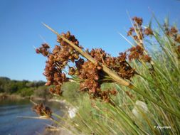 Image of spiny rush