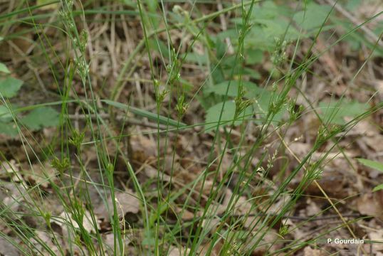 Image of Slender rush