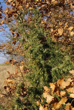 Image of Common Juniper