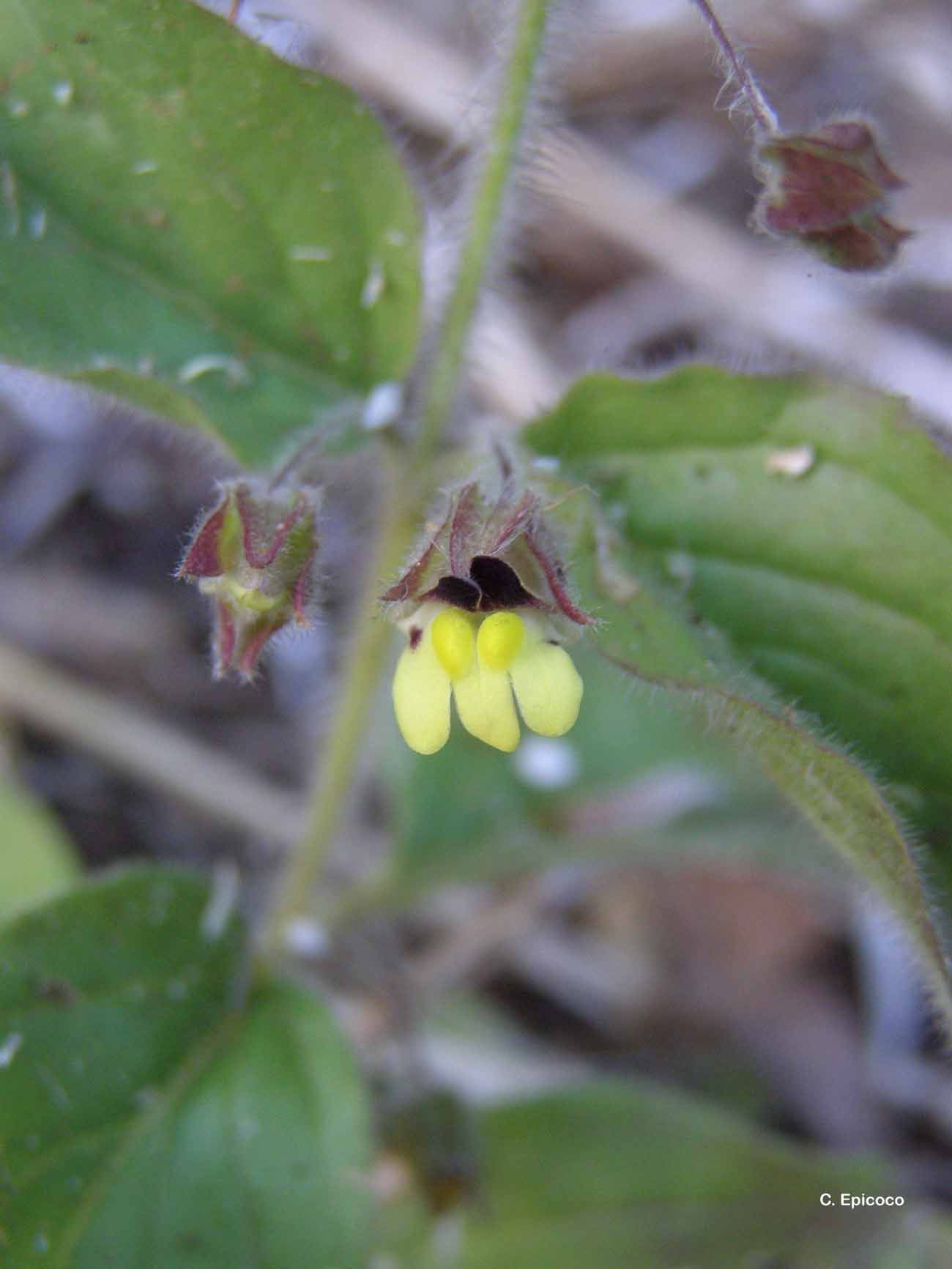 Image of blunt-leaf fluellen