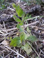 Image of blunt-leaf fluellen