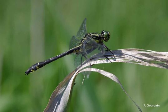 Image of Club-tailed Dragonfly