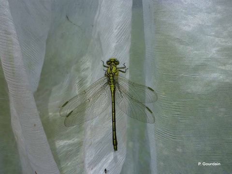 Image of Western Clubtail