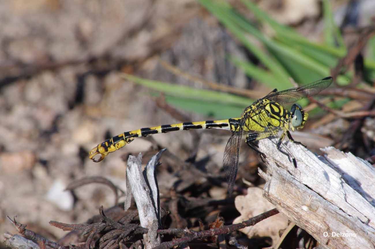 Imagem de Onychogomphus forcipatus (Linnaeus 1758)