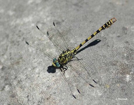 Image of Green-eyed Hooktail