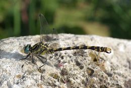 Image of blue-eyed hook-tailed dragonfly