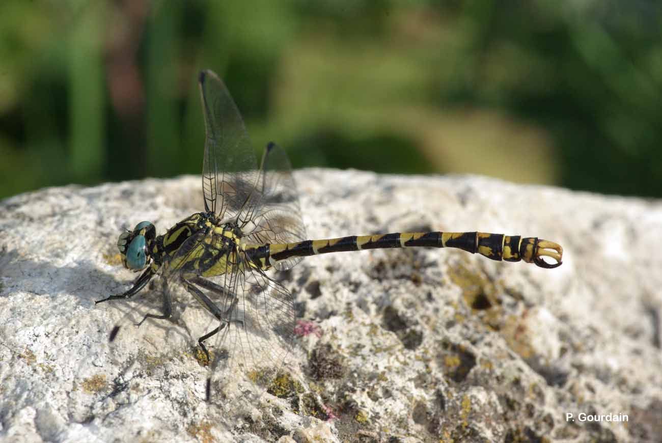 Image of blue-eyed hook-tailed dragonfly