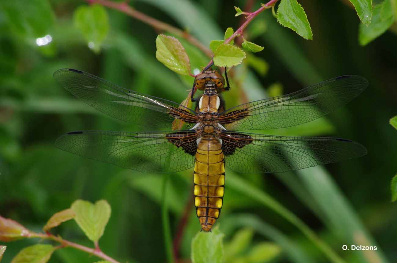 Image of Broad-bodied chaser