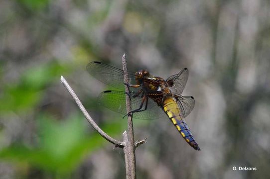 Image of Broad-bodied chaser