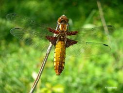 Image of Broad-bodied chaser