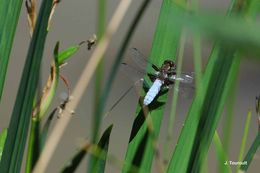 Image of Broad-bodied chaser